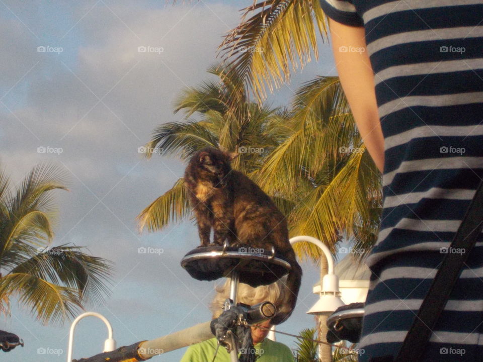 Cat on perch. During cat show 