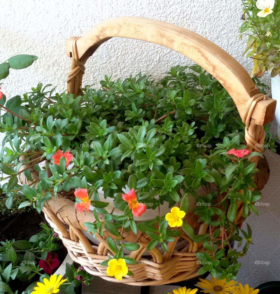 flowers in a basket