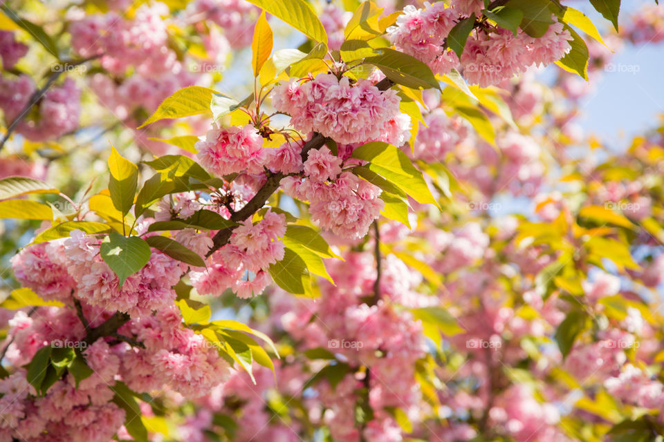 Blossoming tree. Branch with pink flowers 