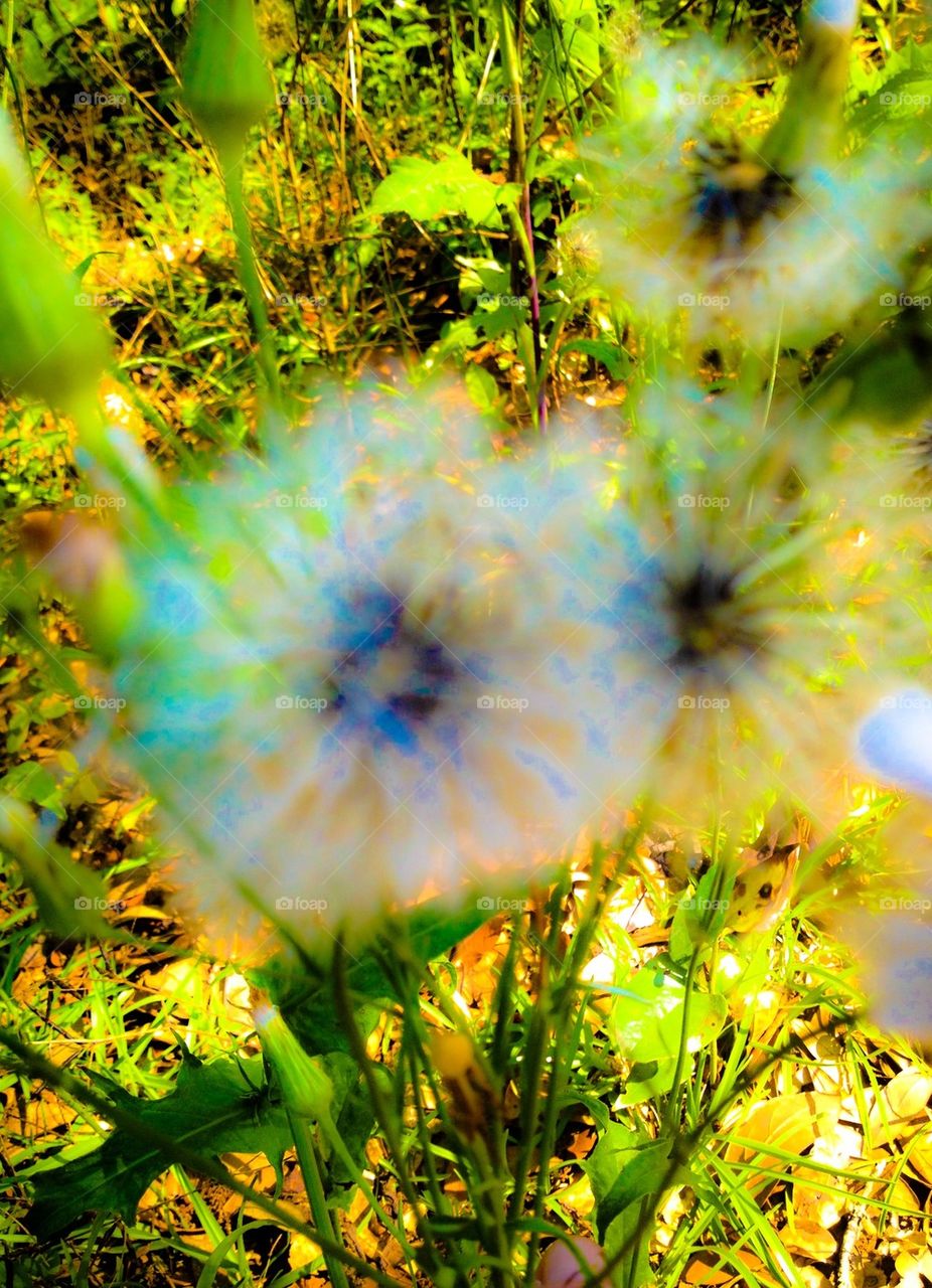 Dandelions 