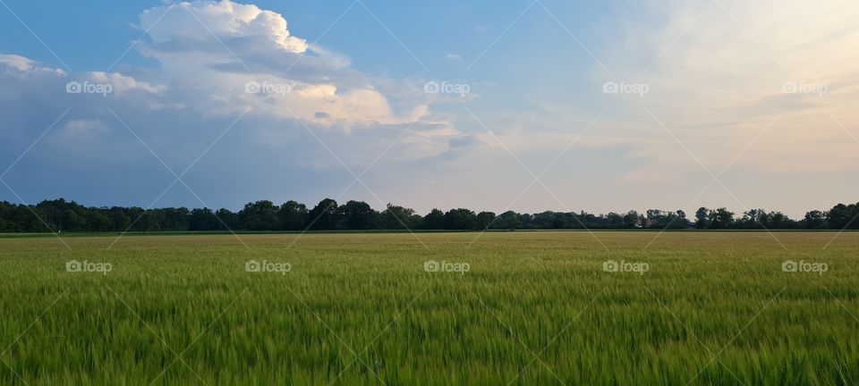 grain field