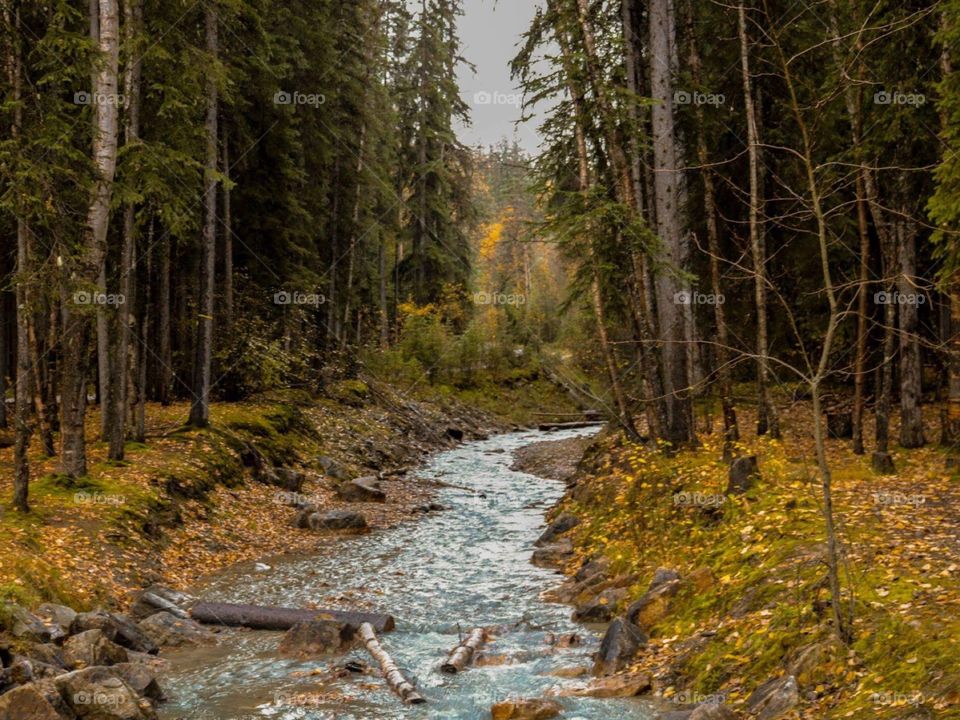 Stream flowing through forest