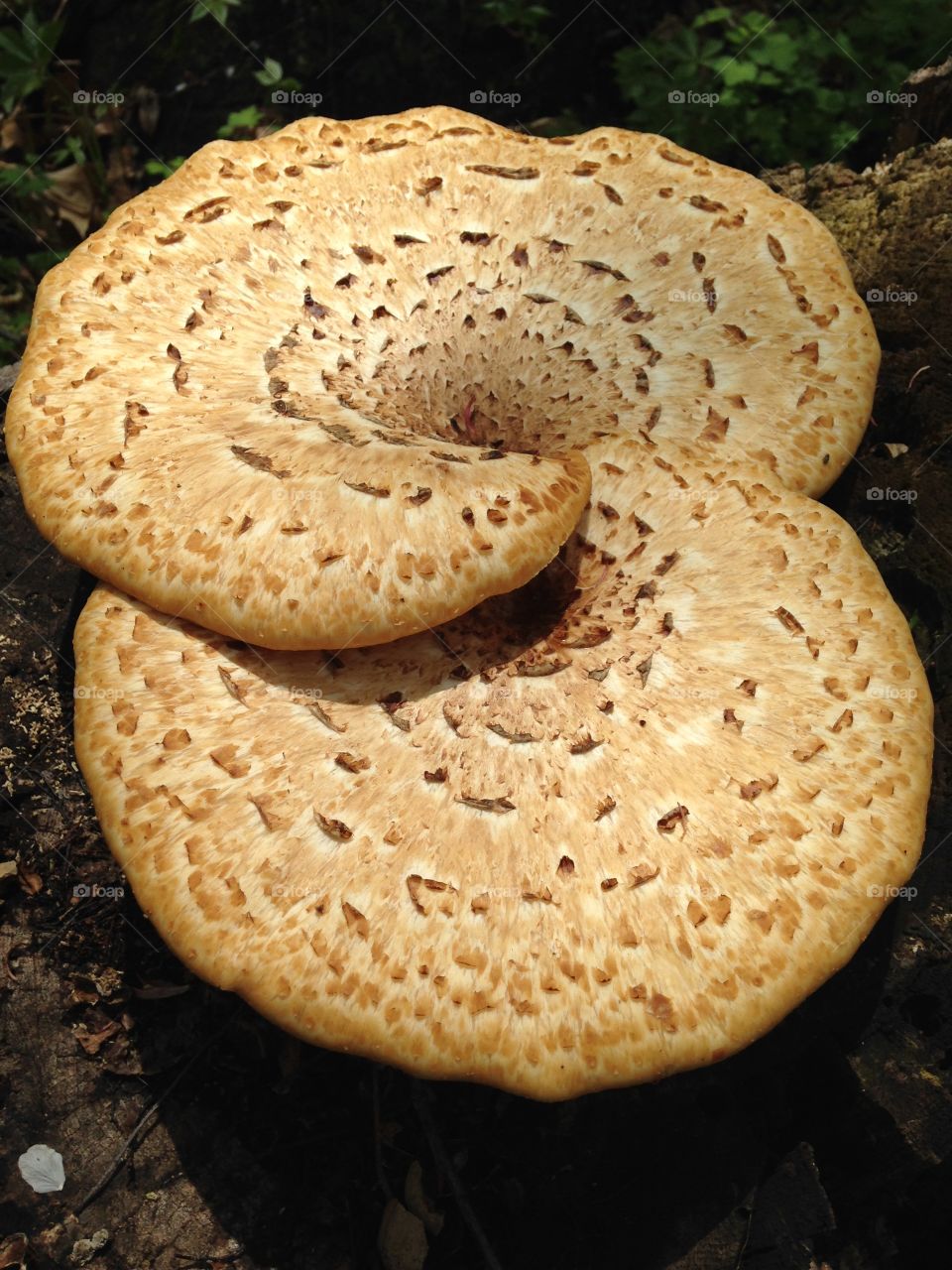 Dryad's saddle. Pheasant back mushroom 