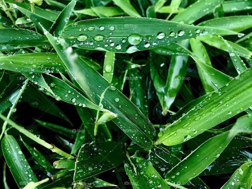Green color drop leaf Plant part water wet Plant Growth beauty in Nature Nature closeup Freshness full frame no people