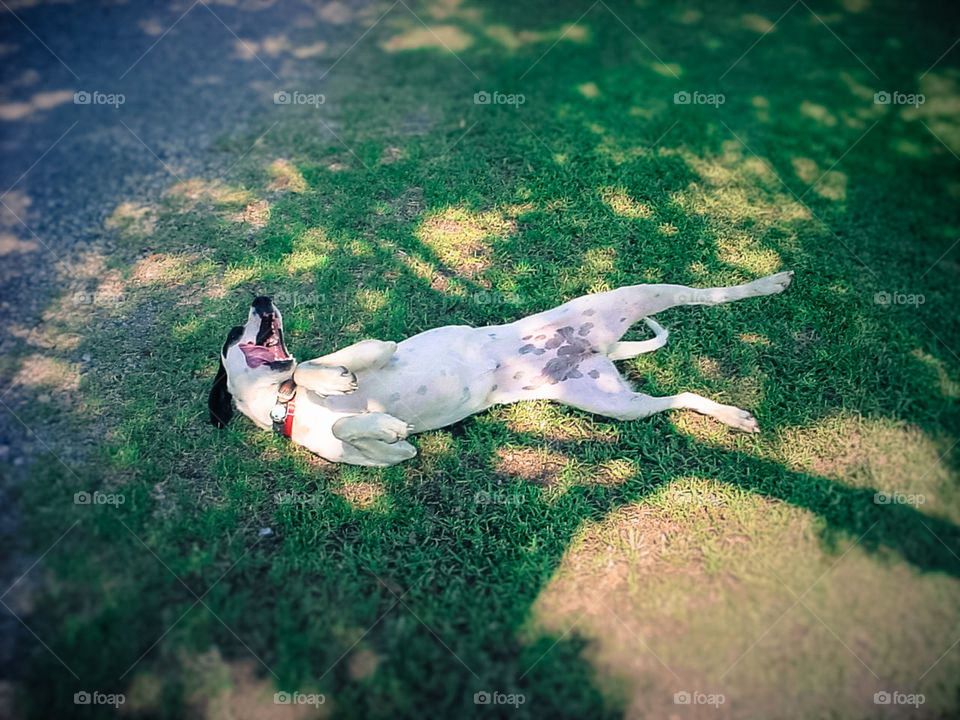 Dog Rolling in the Shadow of a Tree