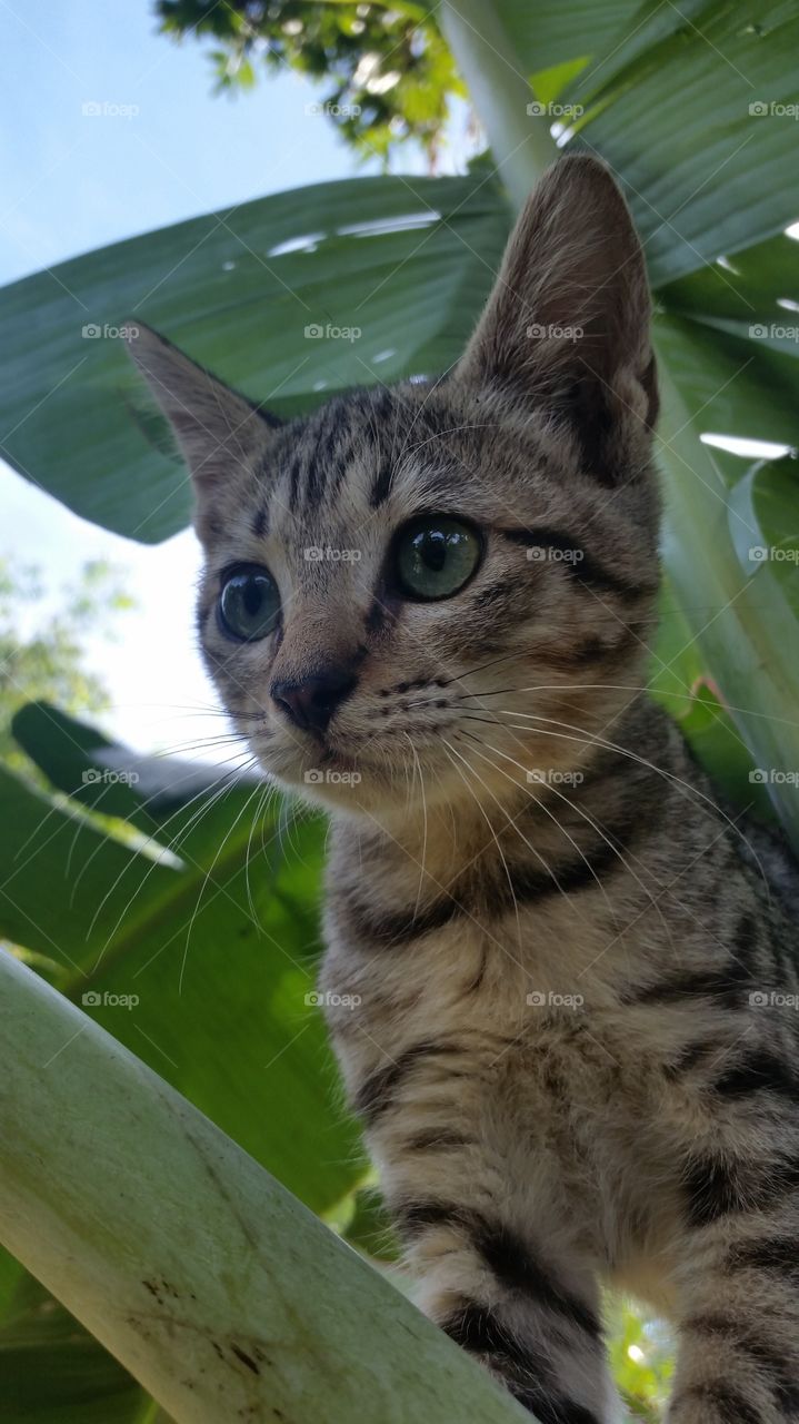 Cat Egyptian Mau