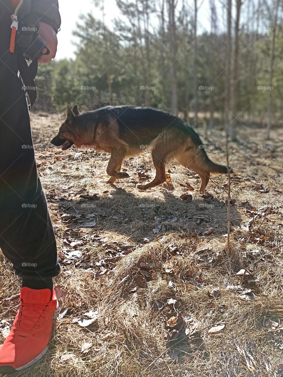 German shepherd dog walking with person outdoor, mobile photography