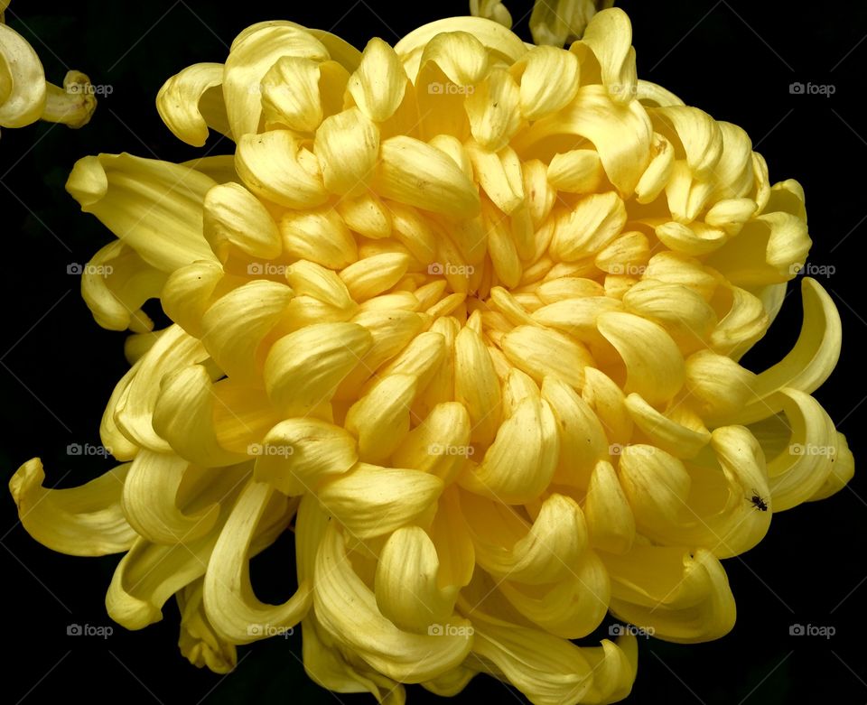 Japanese chrysanthemum blossom