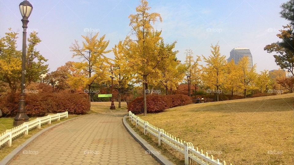 trees with yellow leaves in the city park