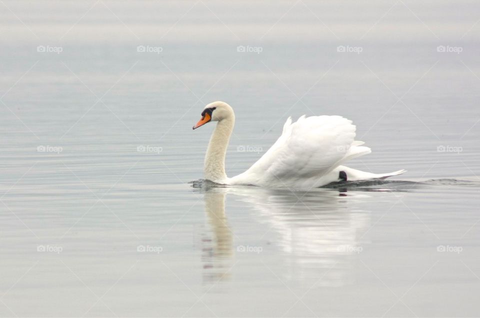 Swan swimming in lake