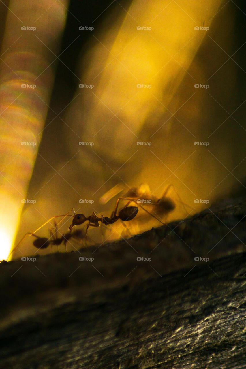 Siluet ant in the morning light
