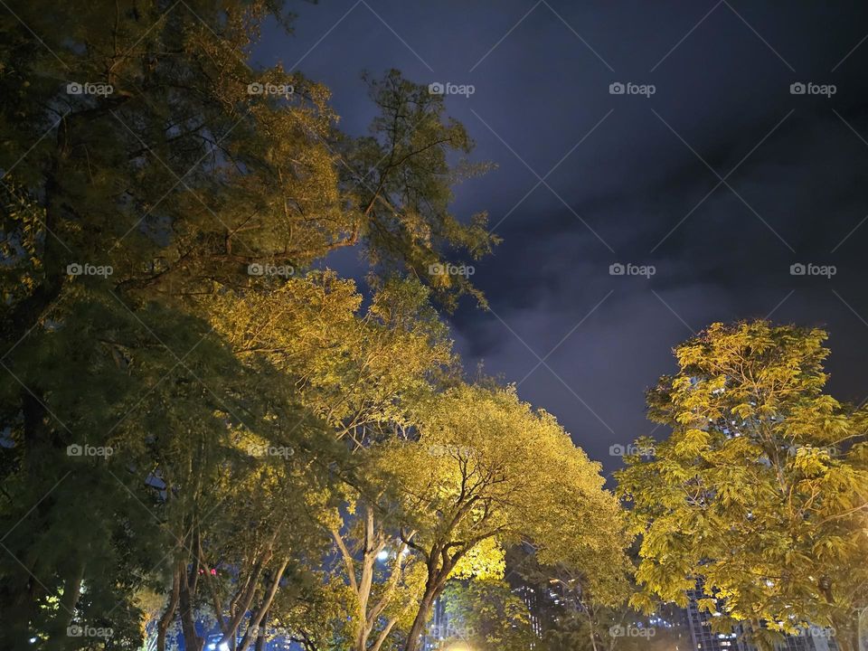 Trees and leaves at night in Hong Kong Victoria Park