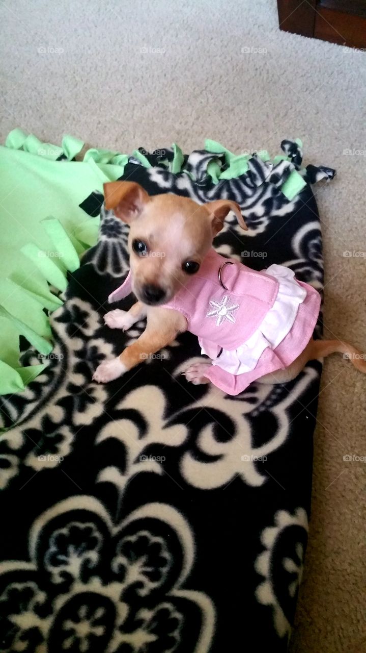 She was the perfect little model puppy. She loved playing dress up in her dresses. She was a little princess.