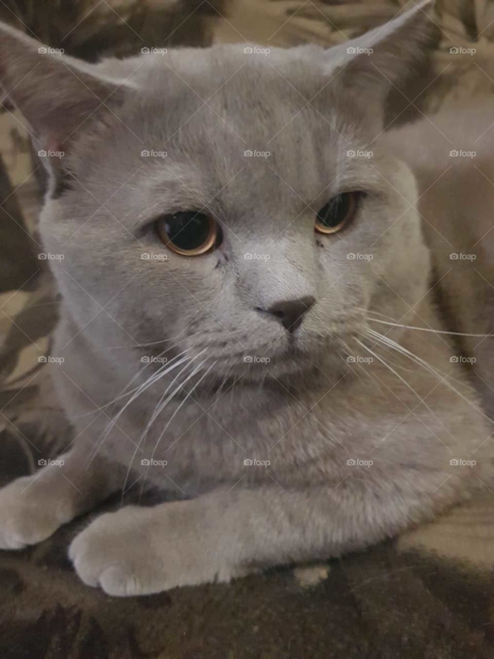grey cat with yellow eyes