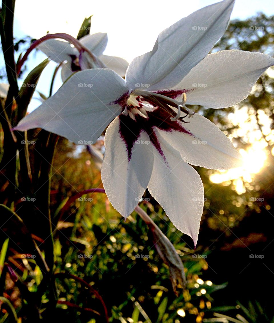 Close-up of a white flower