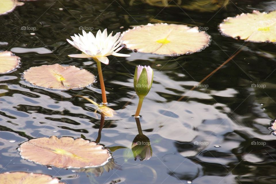 White water Lilly
