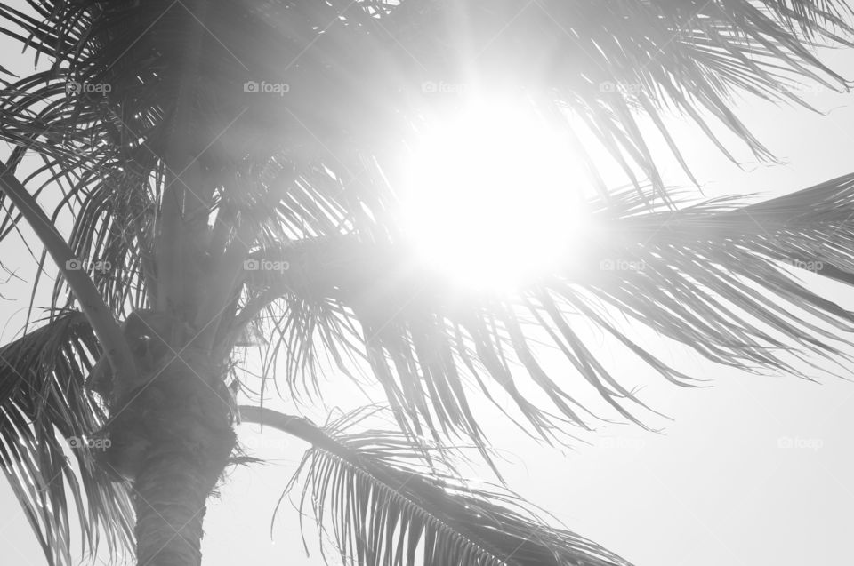 Sun shining through Palm trees