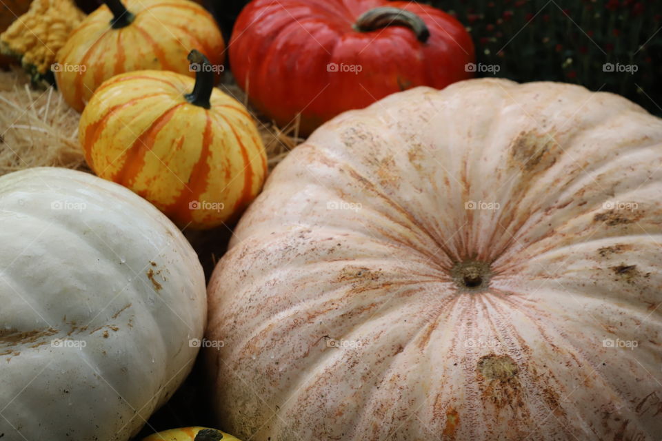 Pumpkins painted in autumn colors 