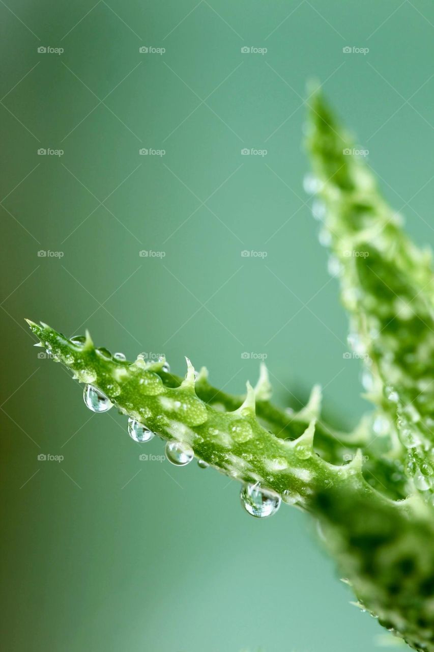 Plant with raindrops 