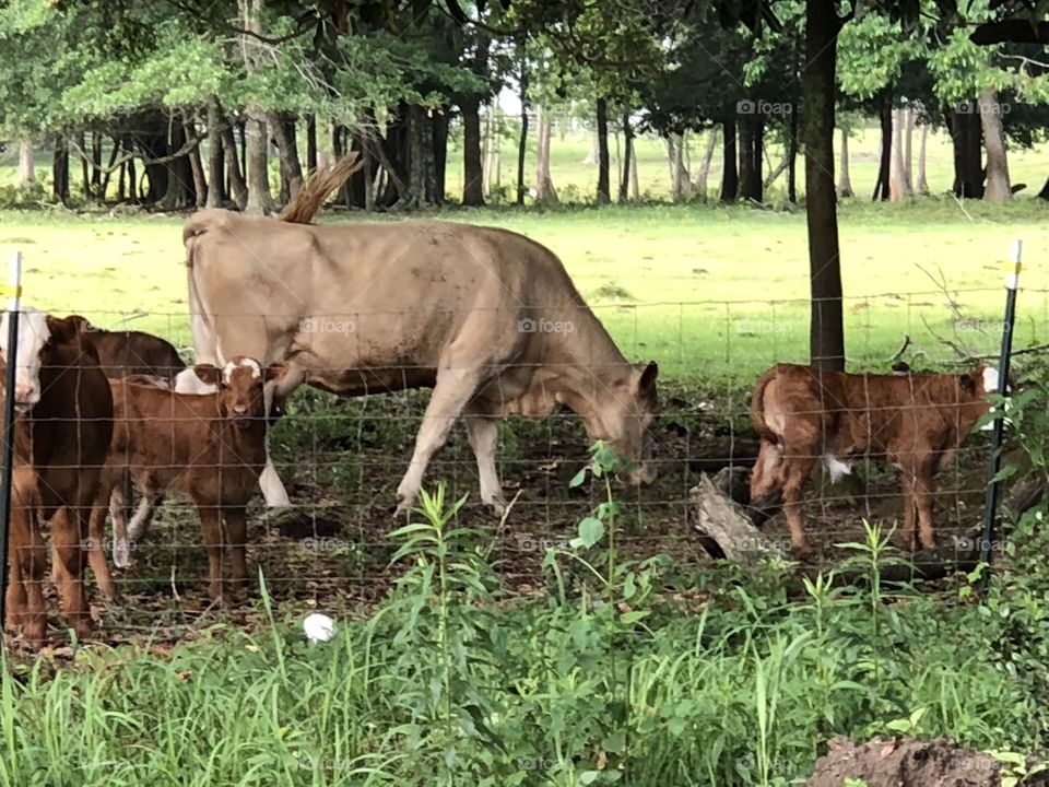 Pasture of Neighborhood Cows