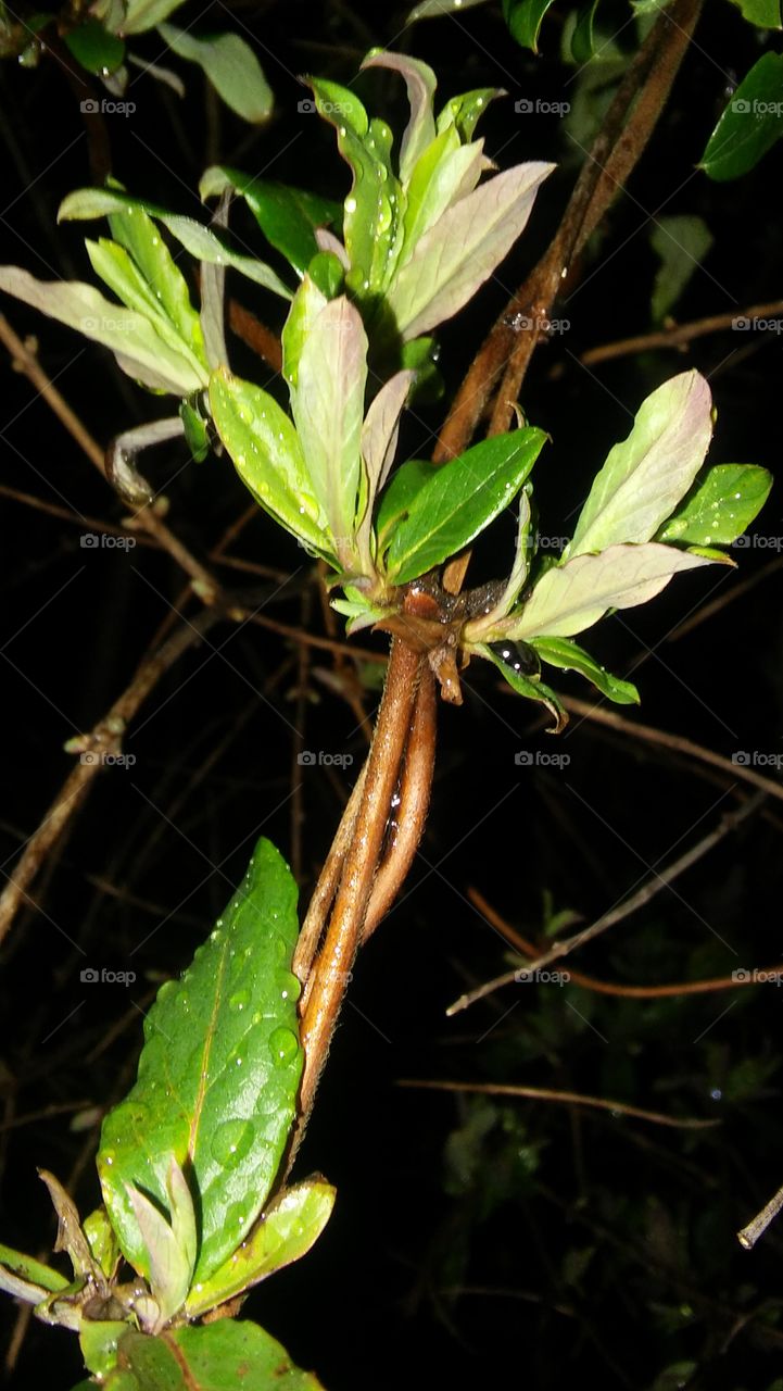 raindrop plant night rain branch green