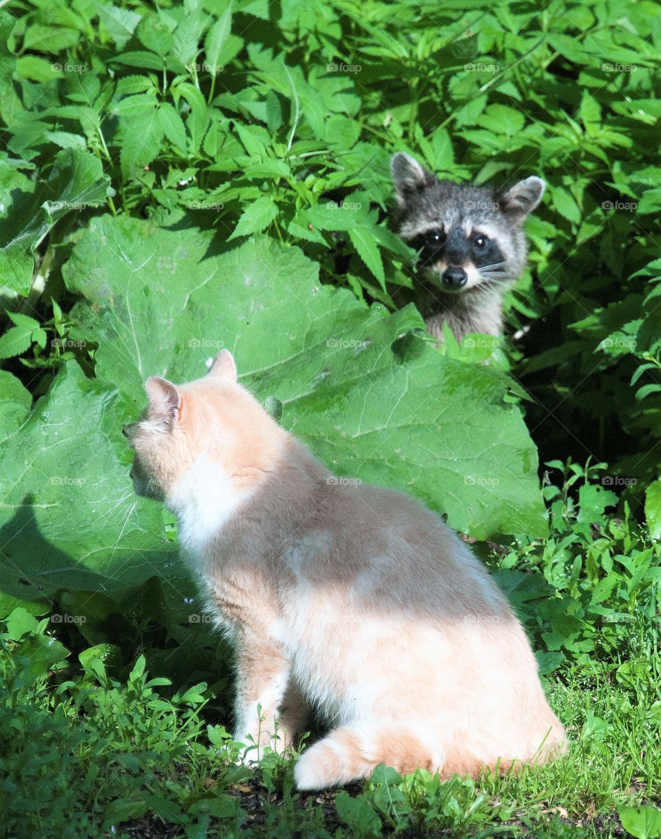 Raccoon looking out from behind a large leaf at a cat sitting in the grass