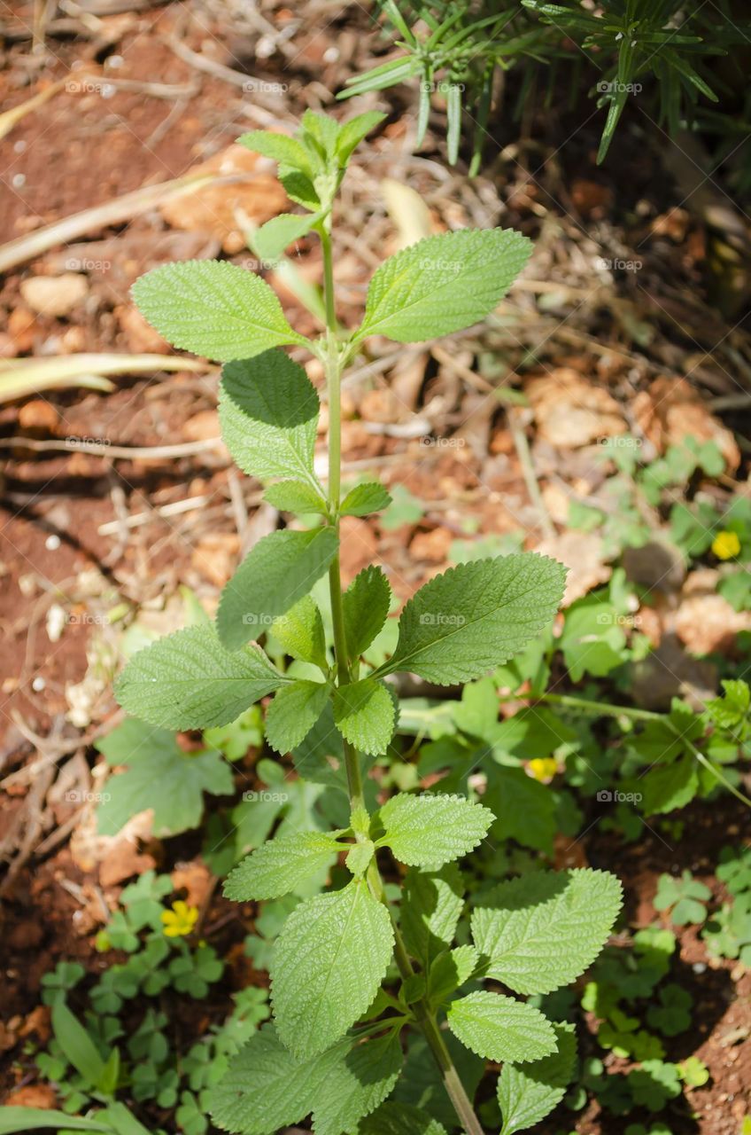 Small Colon Mint Tree