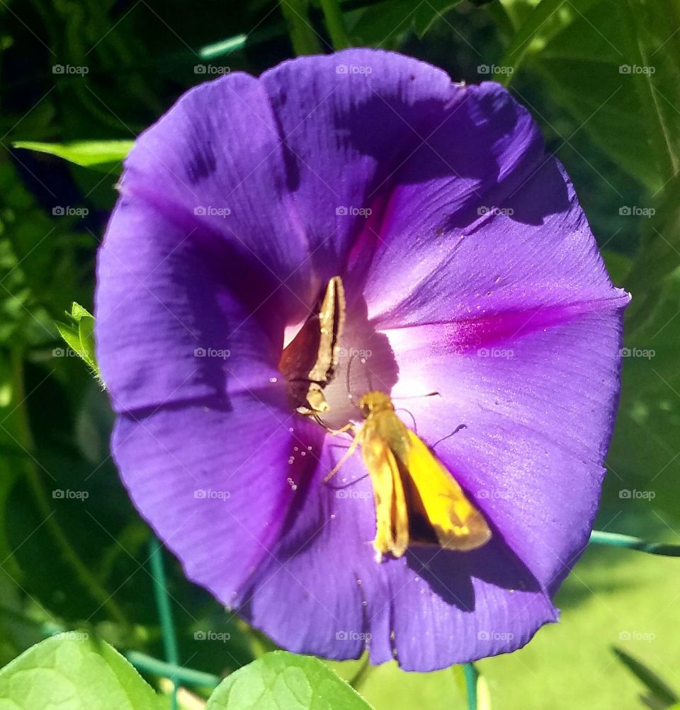 Morning Glorious Butterflies