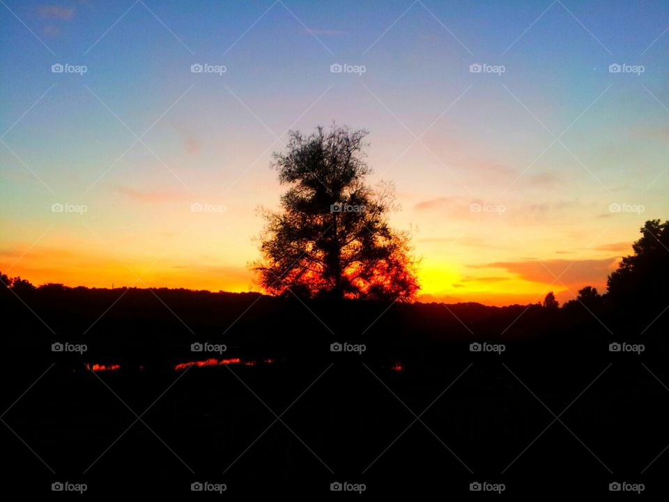 Sunrise cypress tree