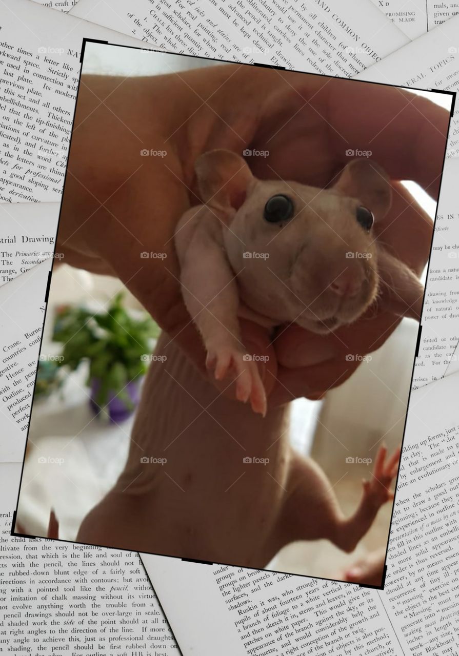 My rat