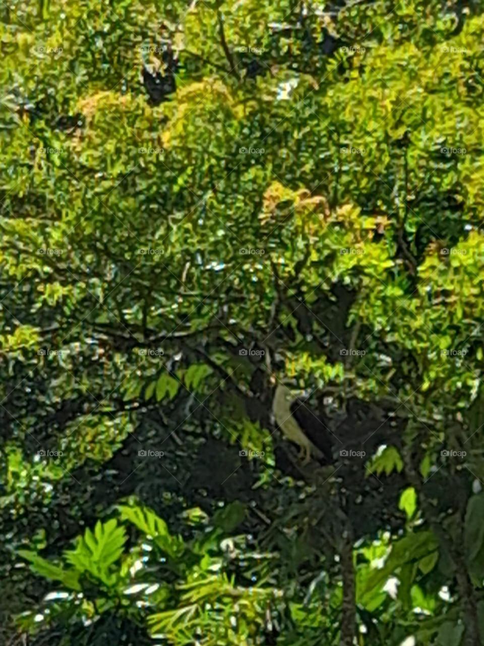 hawk waiting for his prey