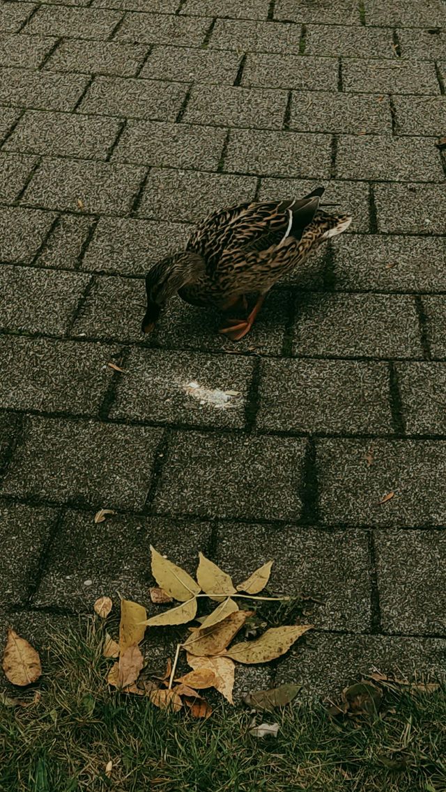 duck duck duck...
