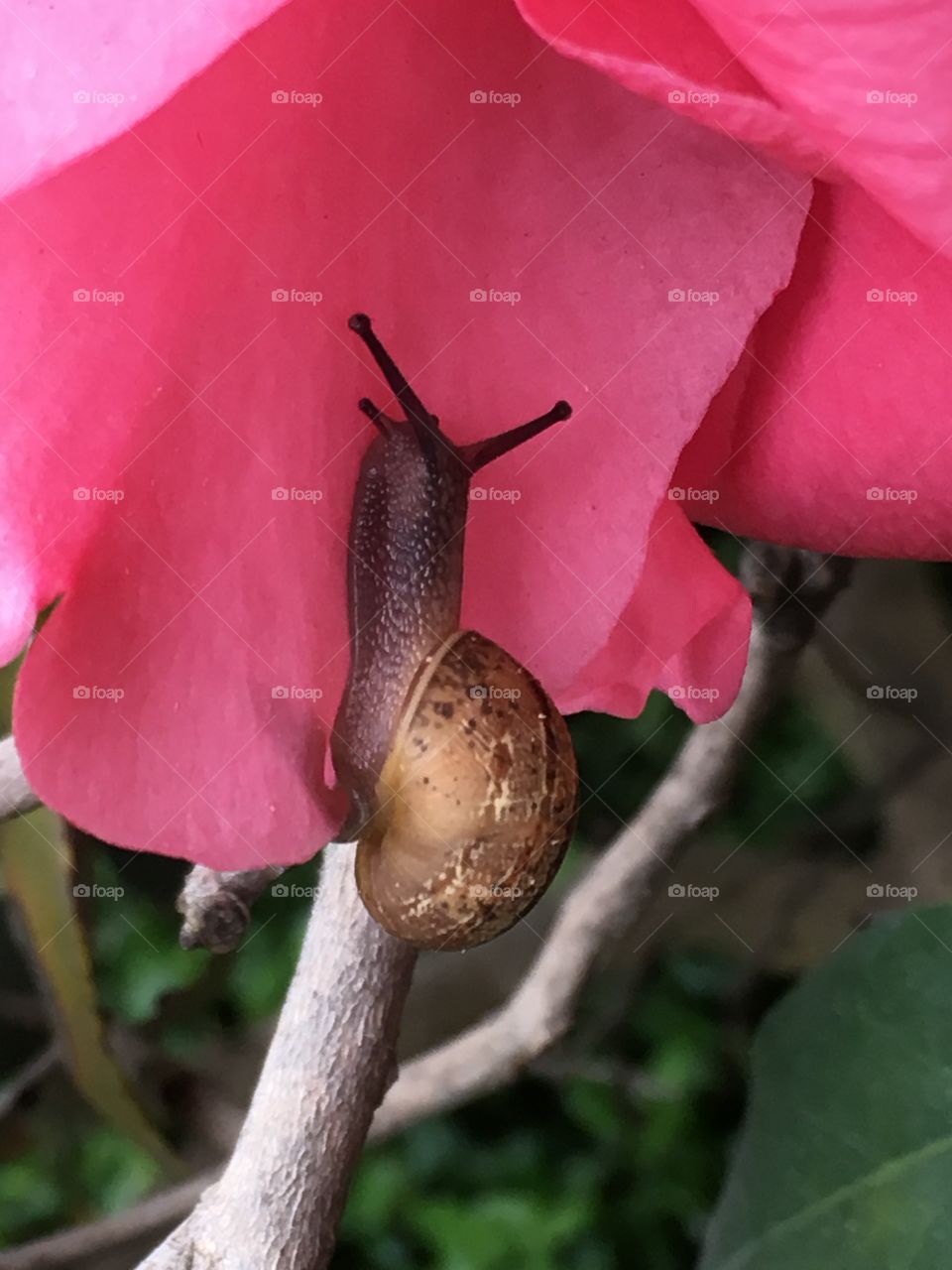 Snail on flower 