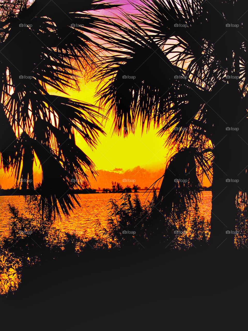 Palm trees and sunset. 