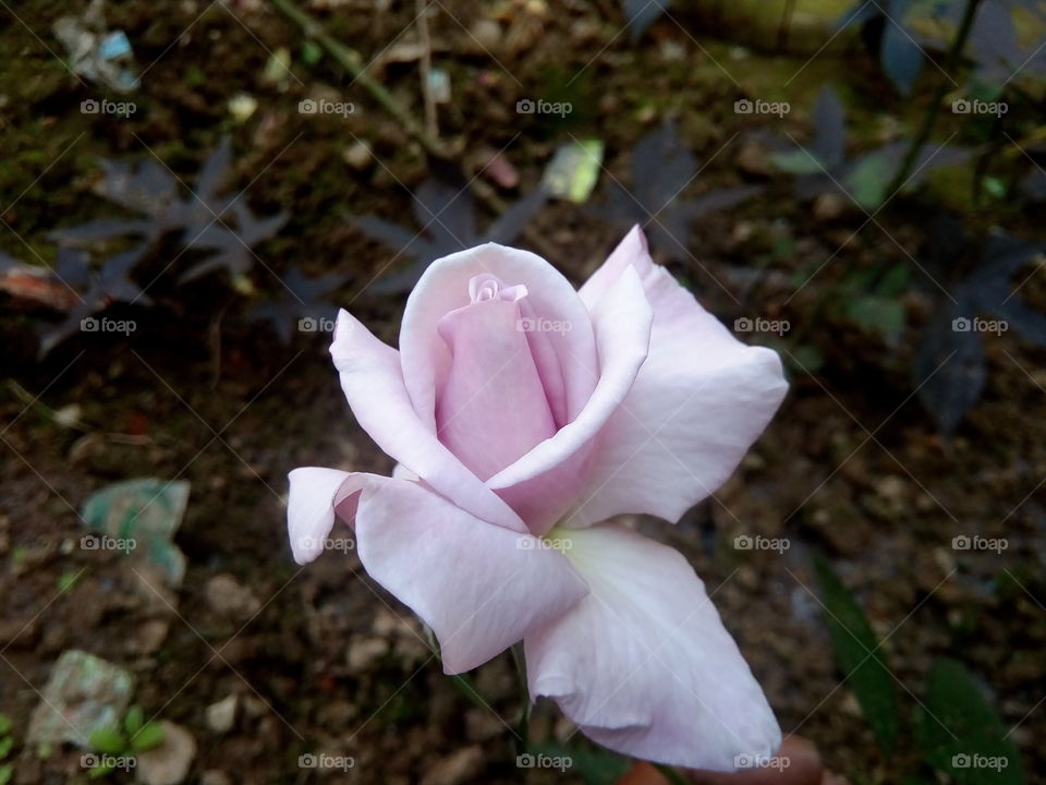 flower 2018-01-22 059 
#আমার_চোখে #আমার_গ্রাম #nature #flower 
#eukaryota #plantae #angiosperms #eudicots