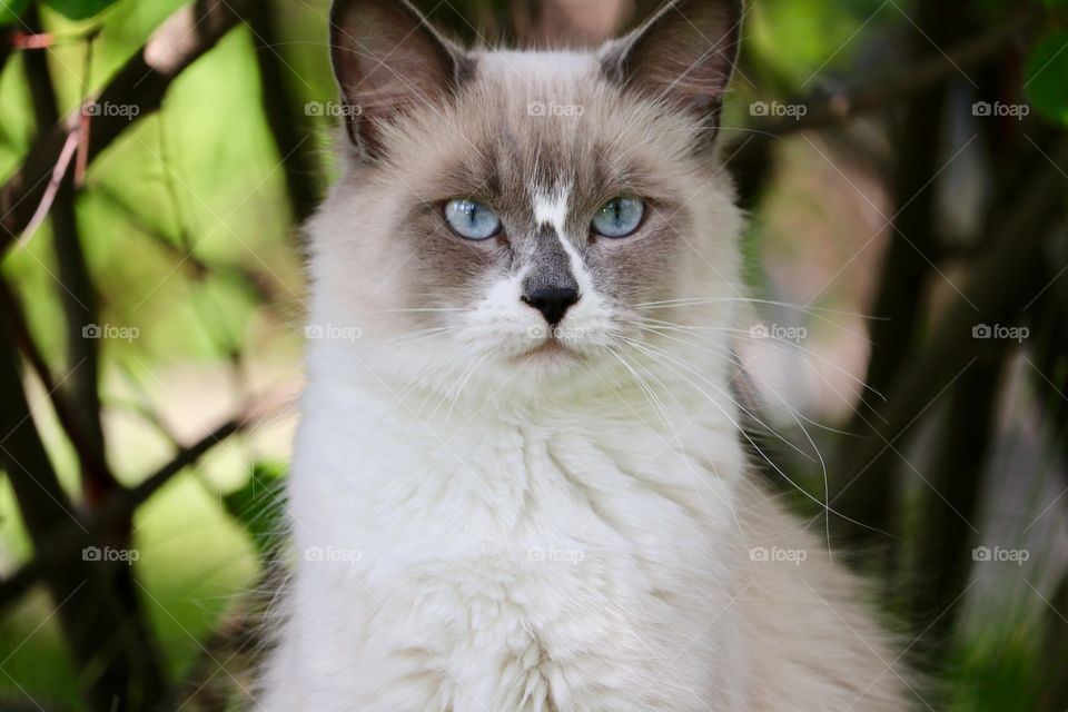 Facing camera closeup blue eyed ragdoll tabby cat outdoor garden 
