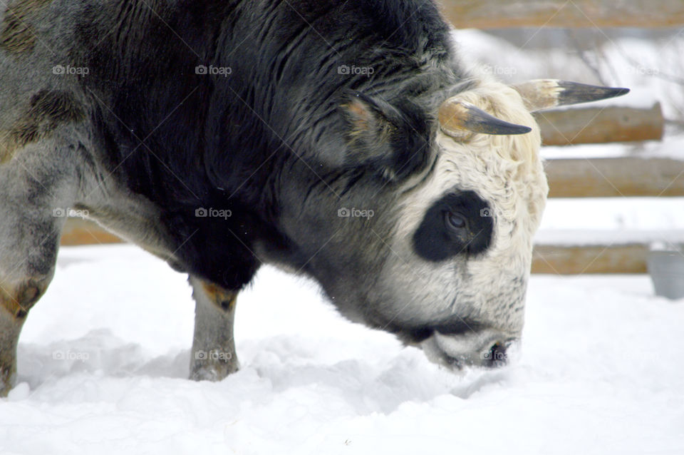 delicious snow