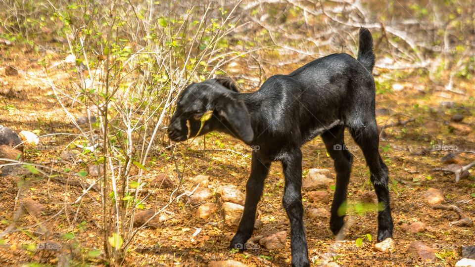 Goat eating dry plant