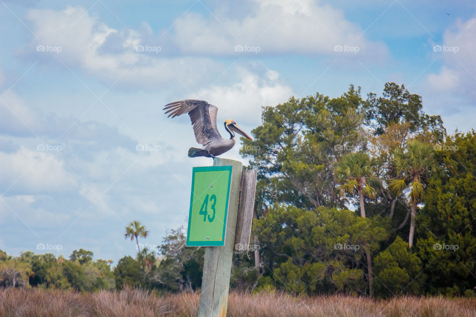 Pelican landing . Pelican landing on a channel marker 