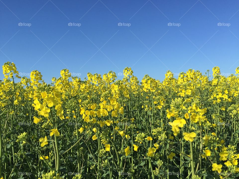 Raps . Rapsen i Skåne 