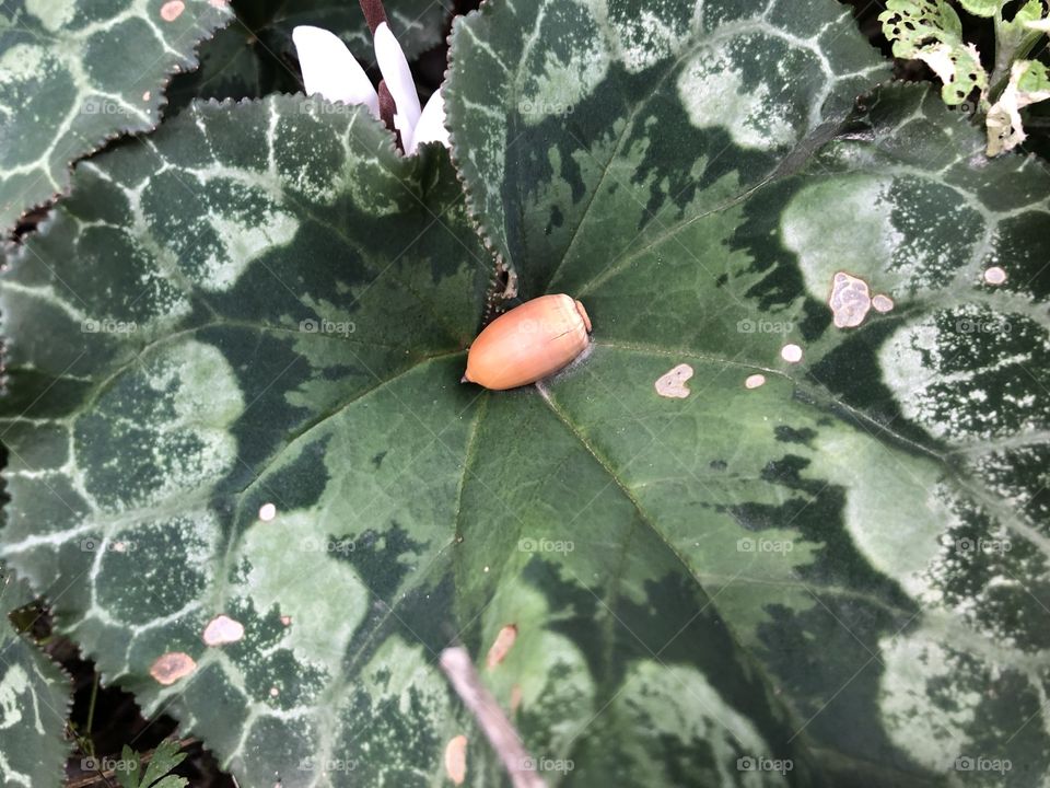 Light brown acorn in the middle of a green leave