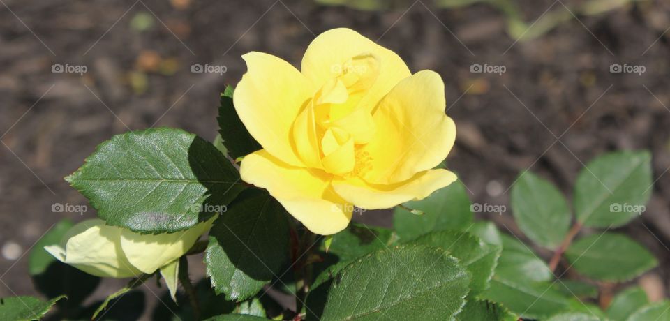 Yellow rose in early spring in soil with green leaves 