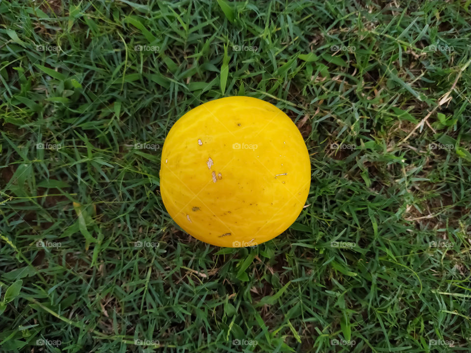 Yellow One Bitter melon on the green grass