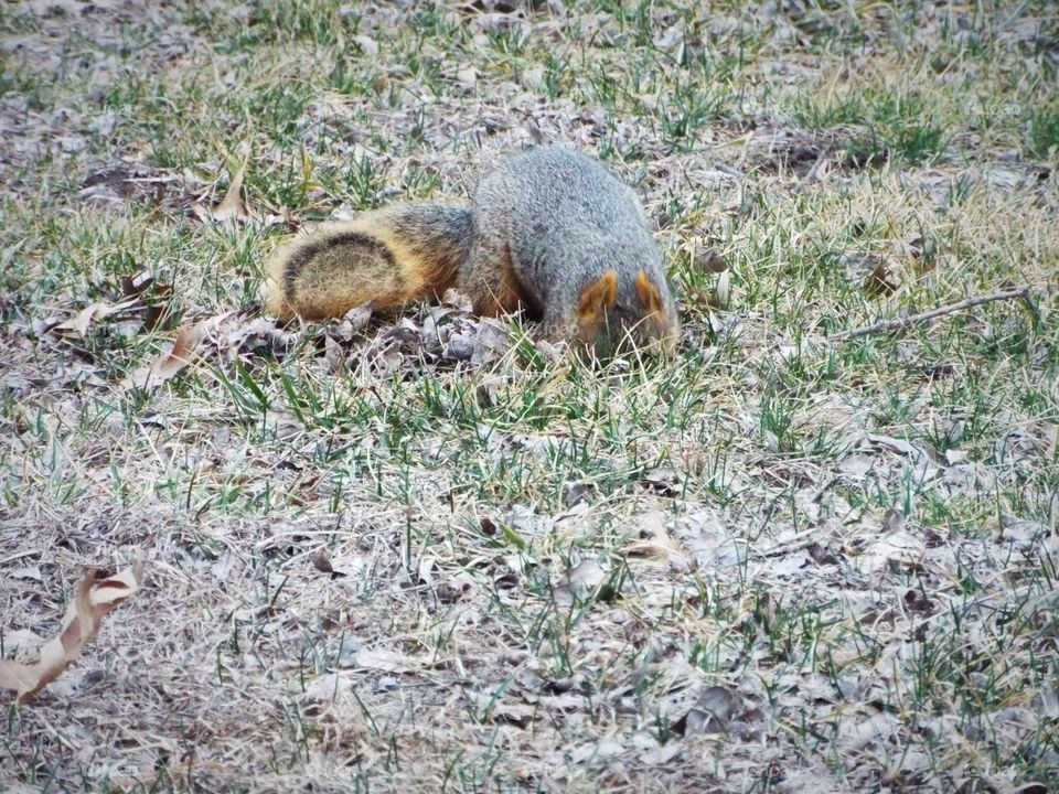 Squirrel digging for a nut 