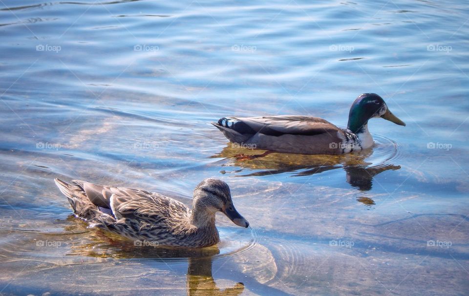 Two ducks swimming in a Michigan river at a boat launch as the late afternoon sun begins to set