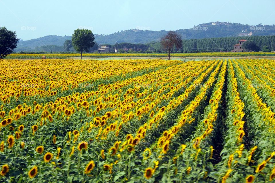 Sunflower Field in Italy 