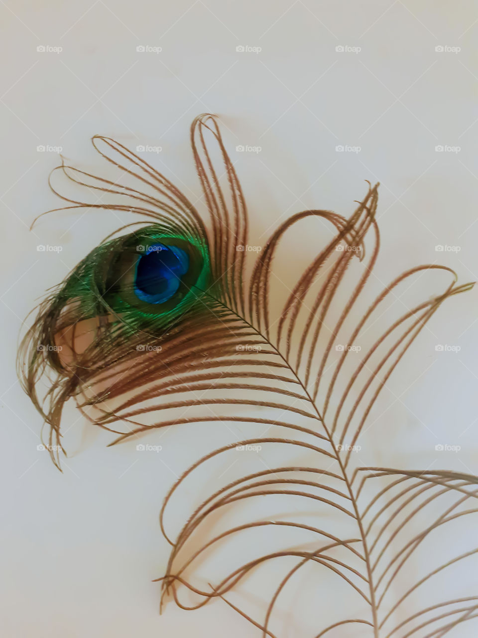 Peacock feather. vadodara gujarat india