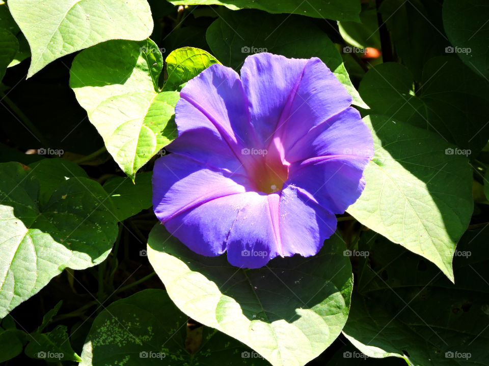 Purple flower