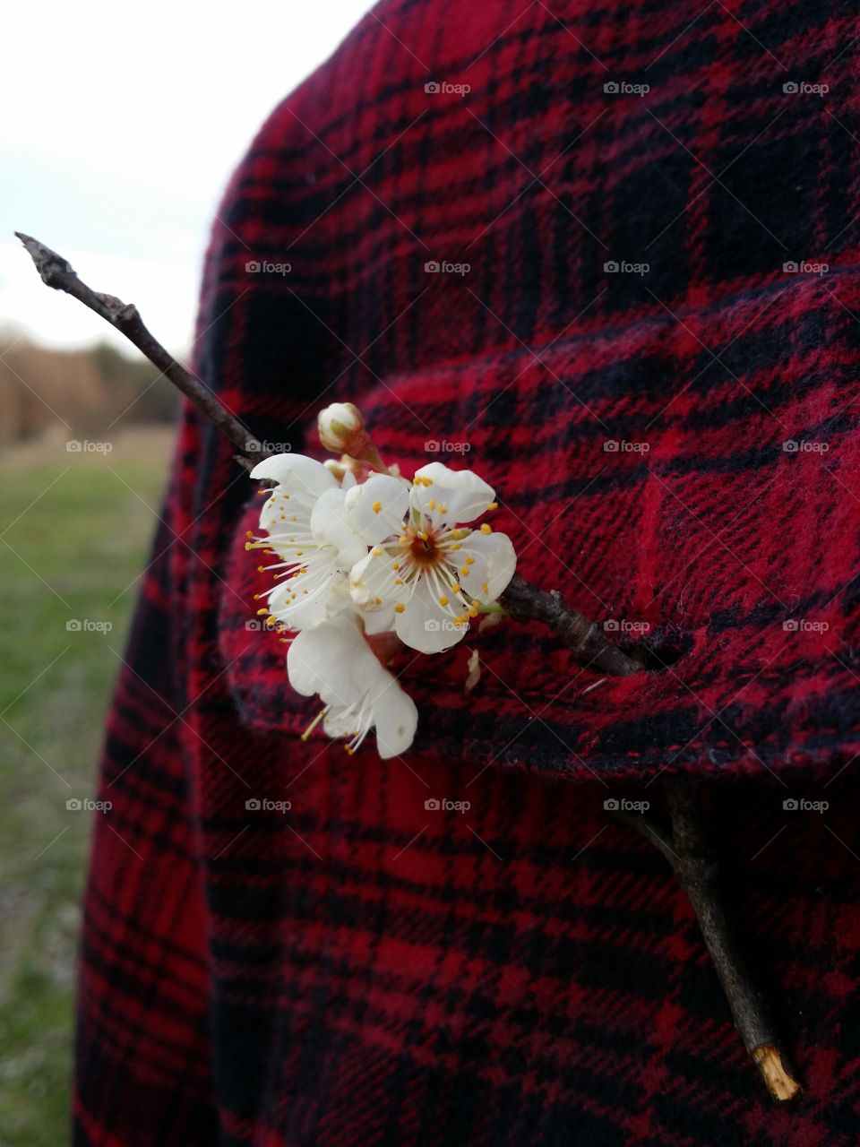 Flannel Shirt and Blossoms