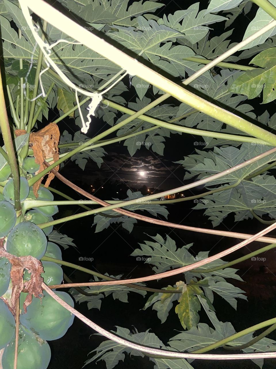 moonlight behind the foliage